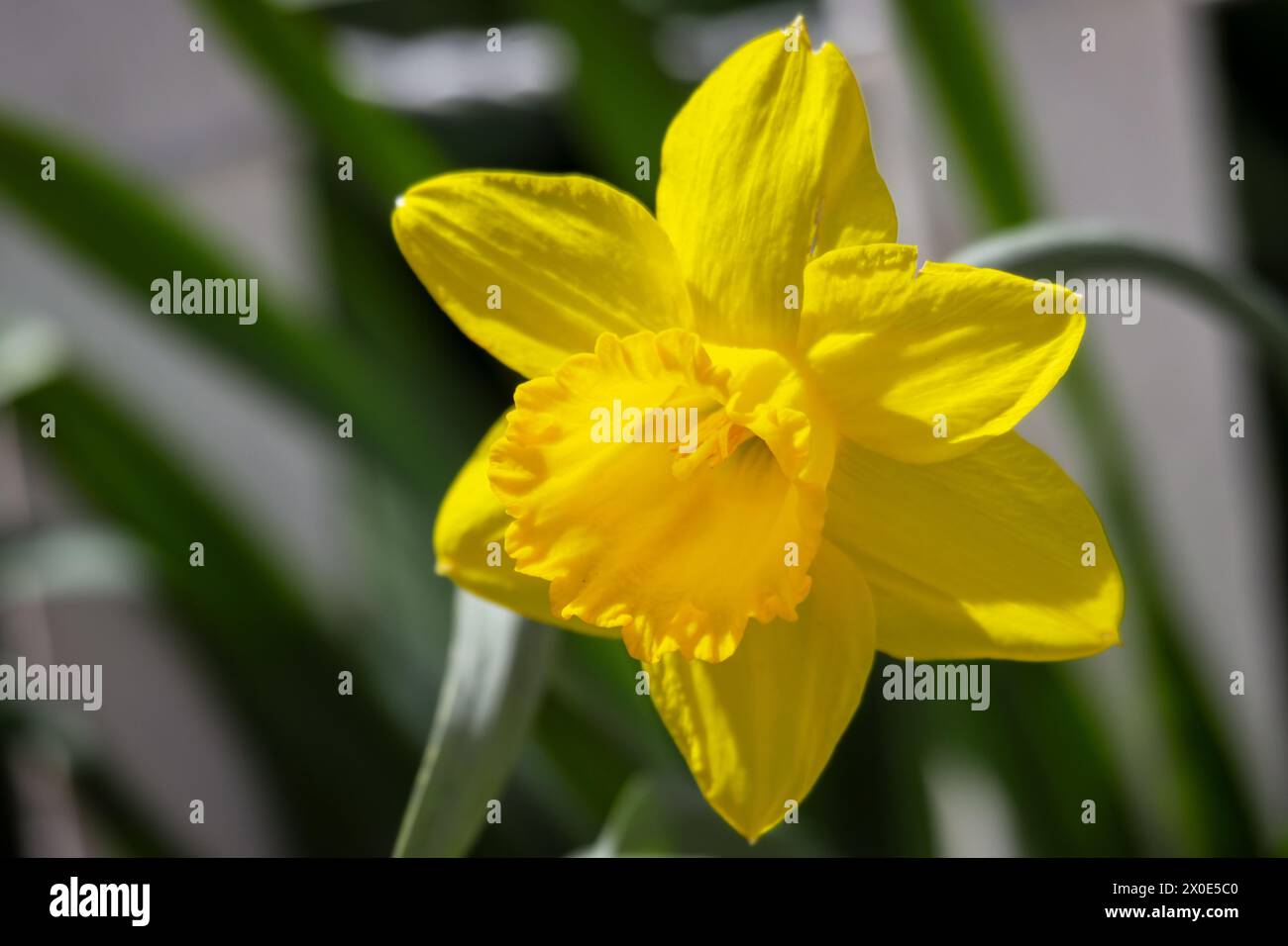 A daffodil bloom in the warm spring sunlight. Stock Photo