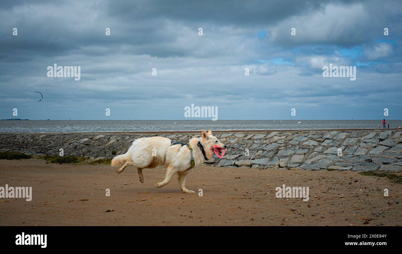 Weißer Hund am Strand Stock Photo - Alamy