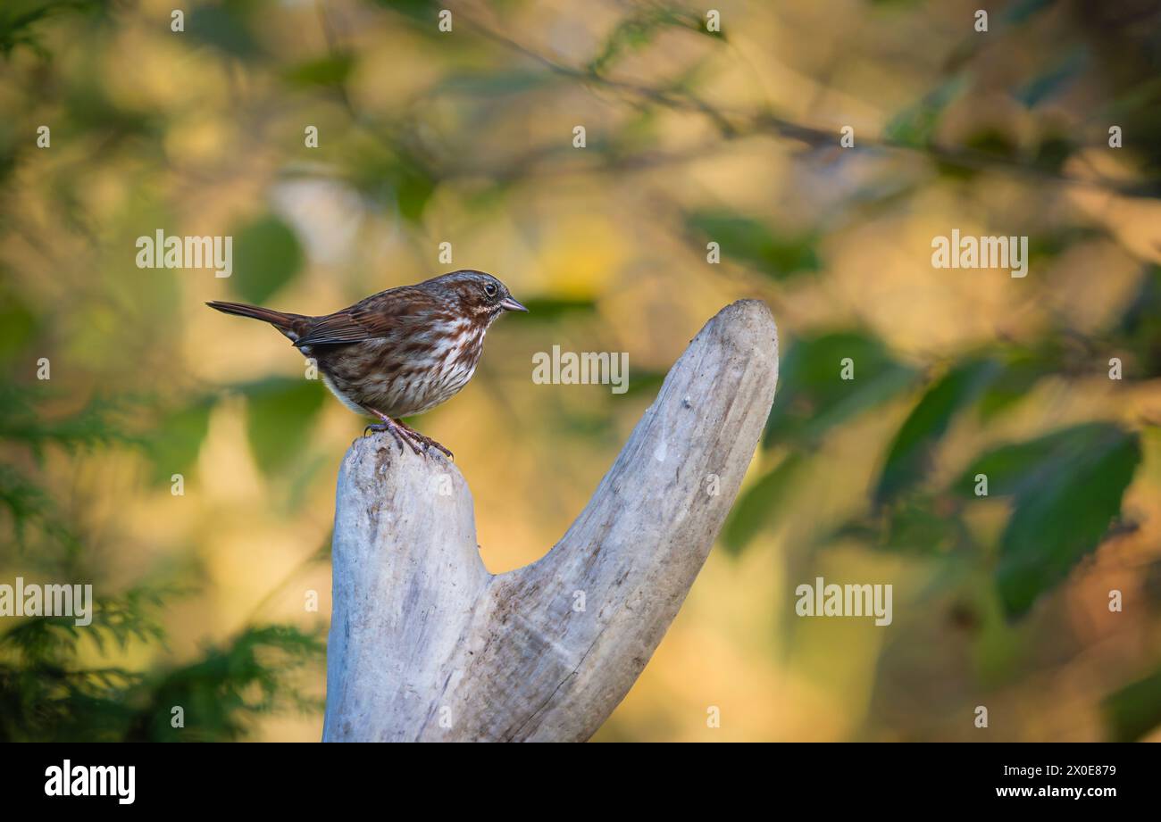 Fox Sparrow perched on tree on Bainbridge Island in Washington. Stock Photo