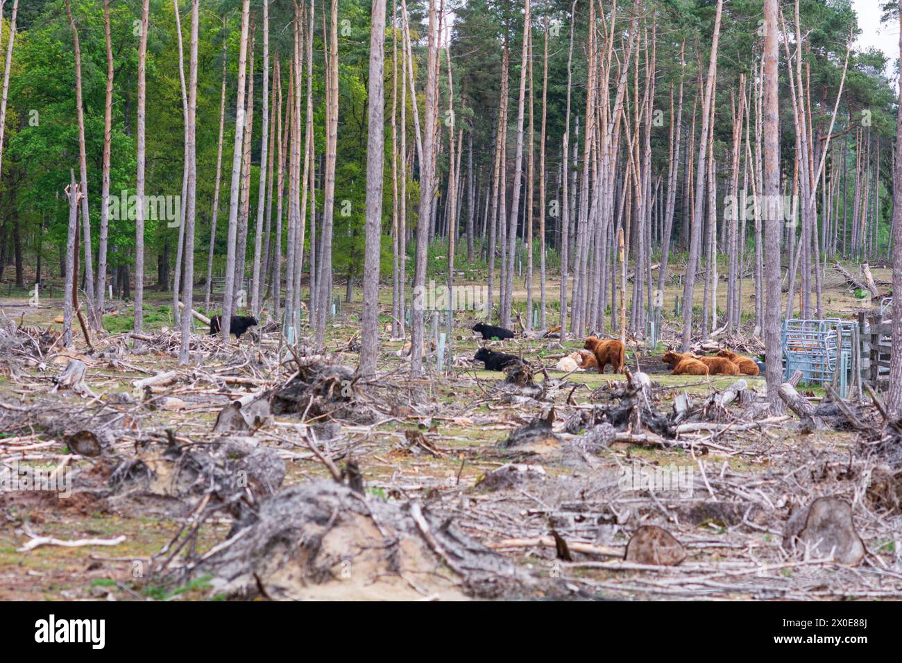 Hochlandrinder im Wald Stock Photo
