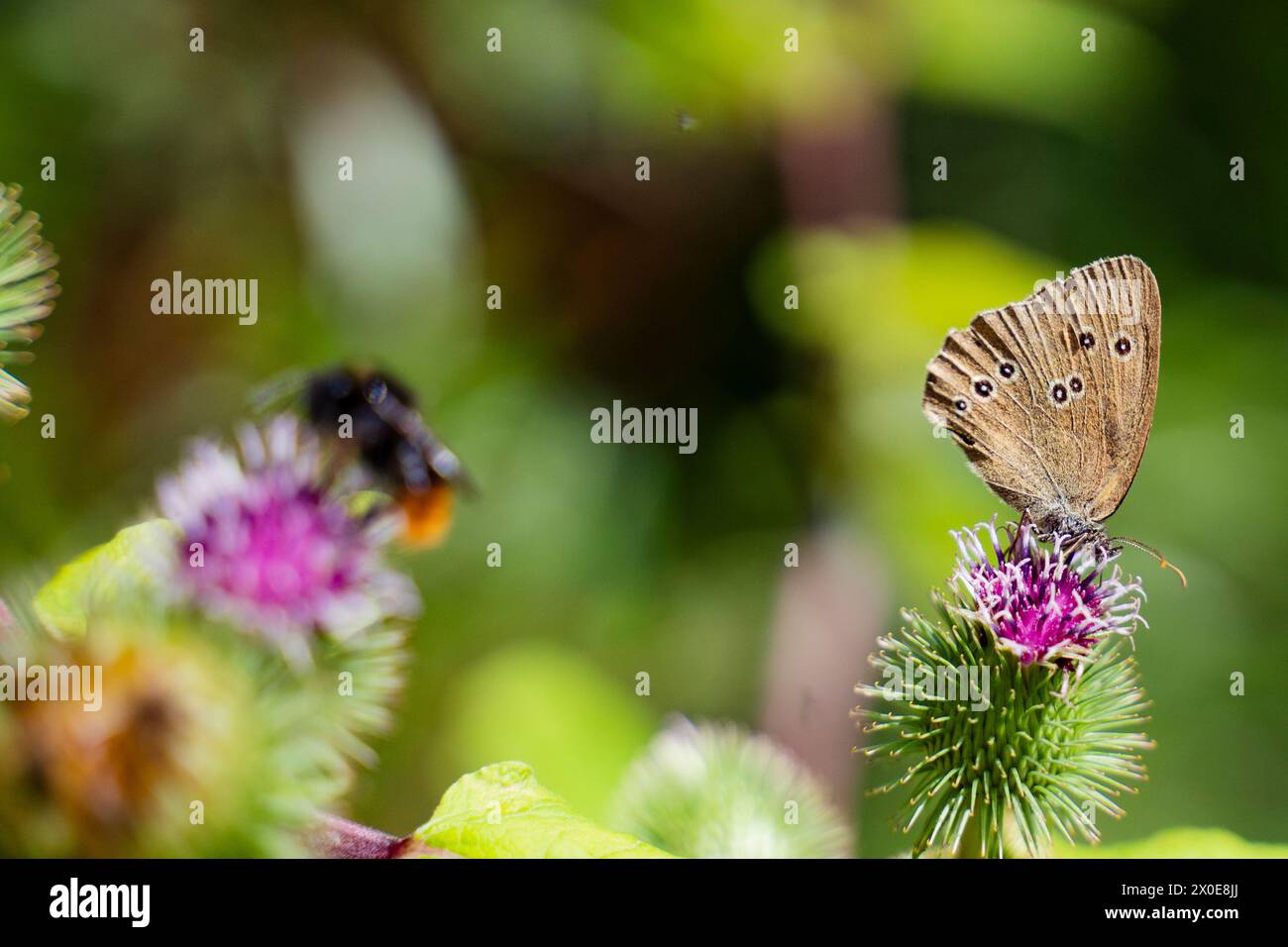 Der Schmetterling und eine Hummel auf Distelblüte Stock Photo
