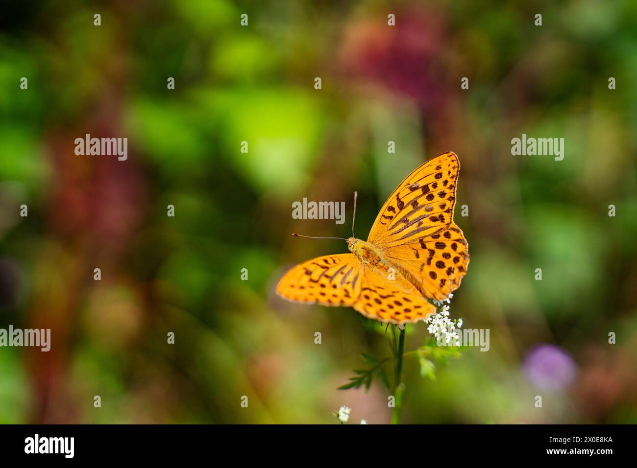 Schmetterling mit weit geöffneten Flügeln Stock Photo