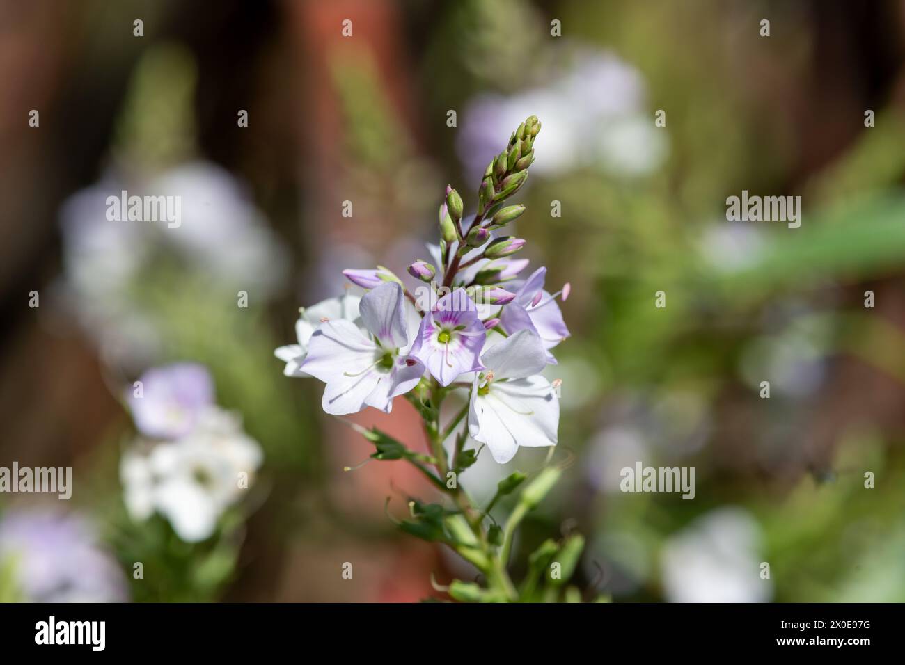 Close up of parahebe pink avalanche flowers in bloom Stock Photo