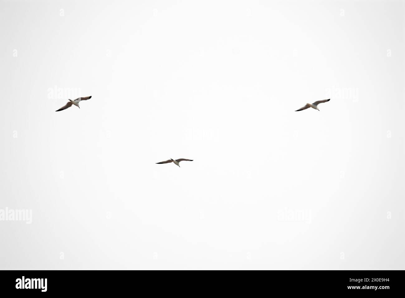 Three birds in mid-flight captured in perfect formation, with a background of clear blue sky conveying a sense of freedom and lightness. Stock Photo