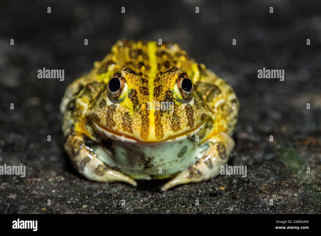 African bullfrog hop hi-res stock photography and images - Alamy
