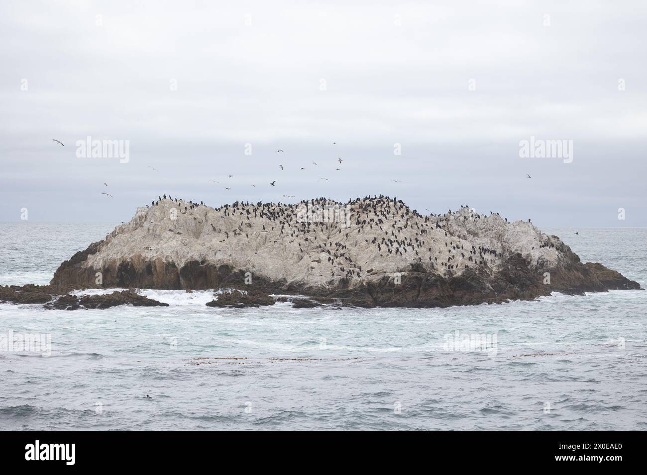 Bird rock, full of seabirds, off the coast of California, Pacific ocean, USA in March, Springtime. Stock Photo