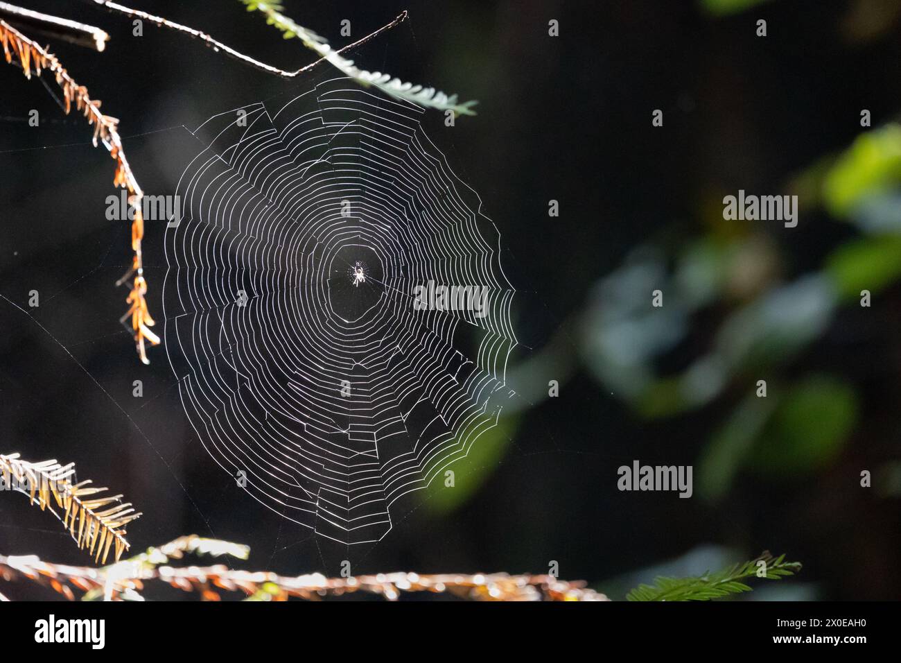 Sunlit spider web in Muir Woods, California, USA Stock Photo