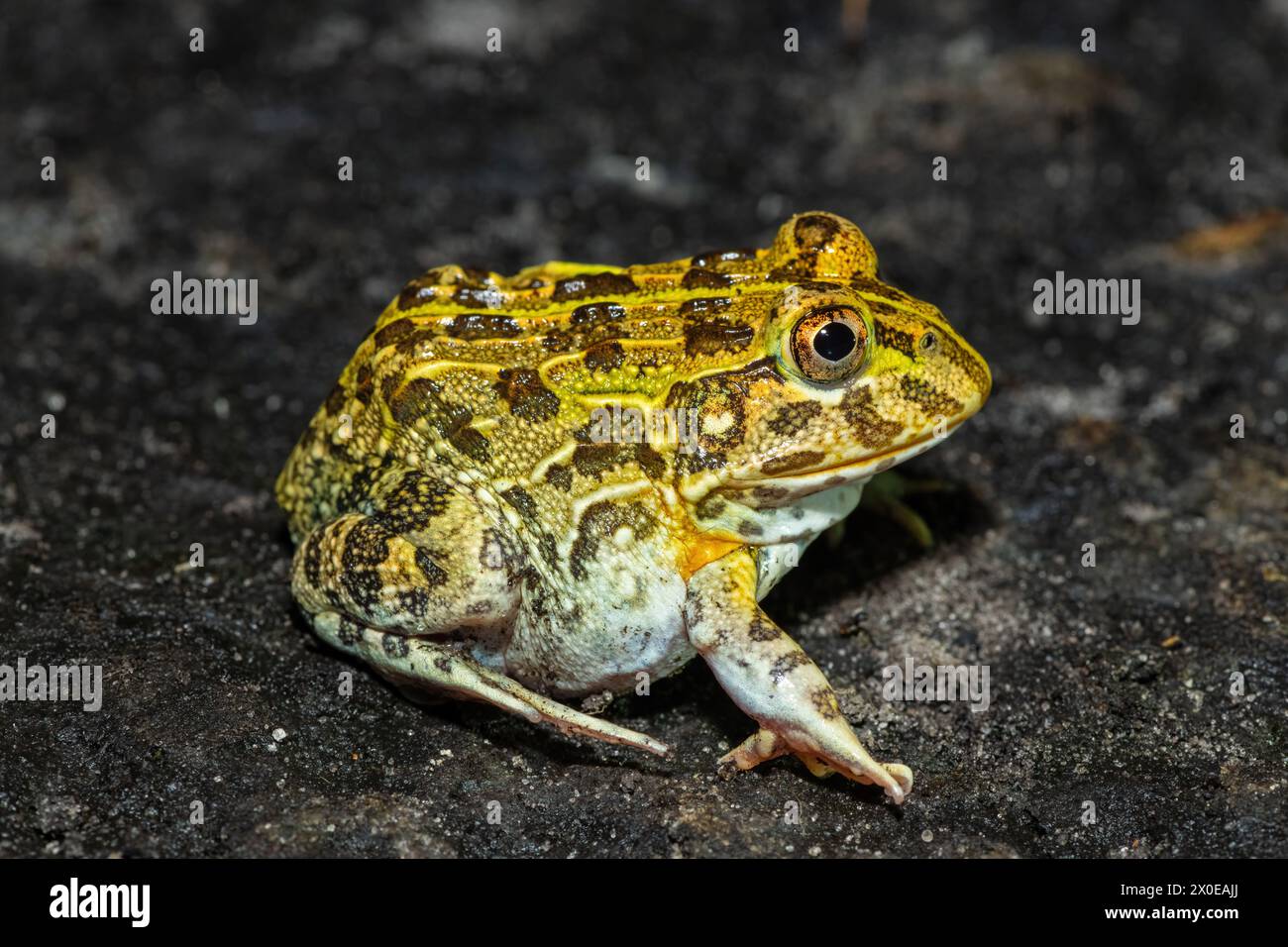 The newly discovered African bullfrog, Beytell's bullfrog (Pyxicephalus ...