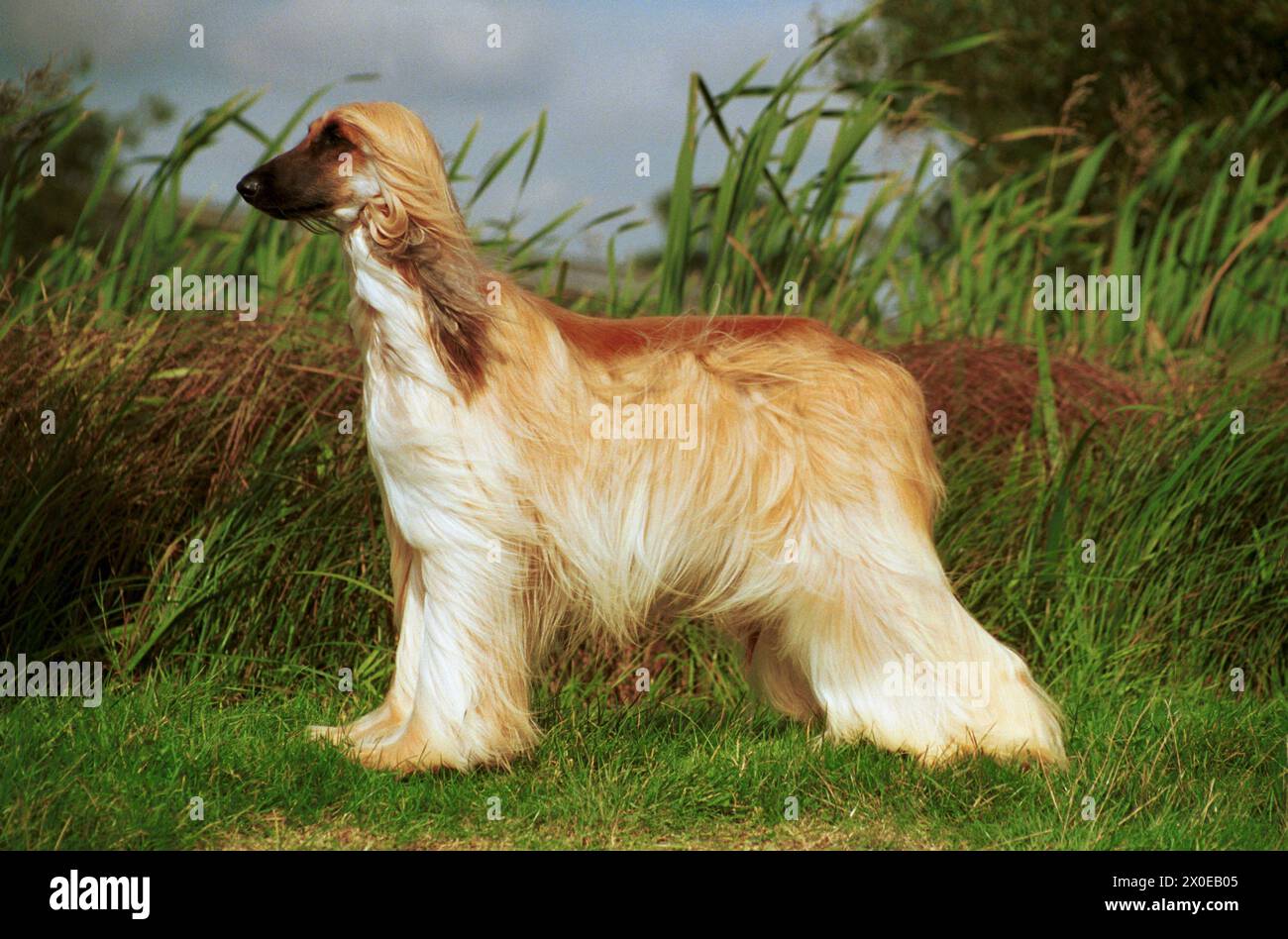 Afgan Hound Black Masked Cream Side View Against Tall Grasses Stock afgan-hound-black-masked-cream-side-view-against-tall-grasses-stock