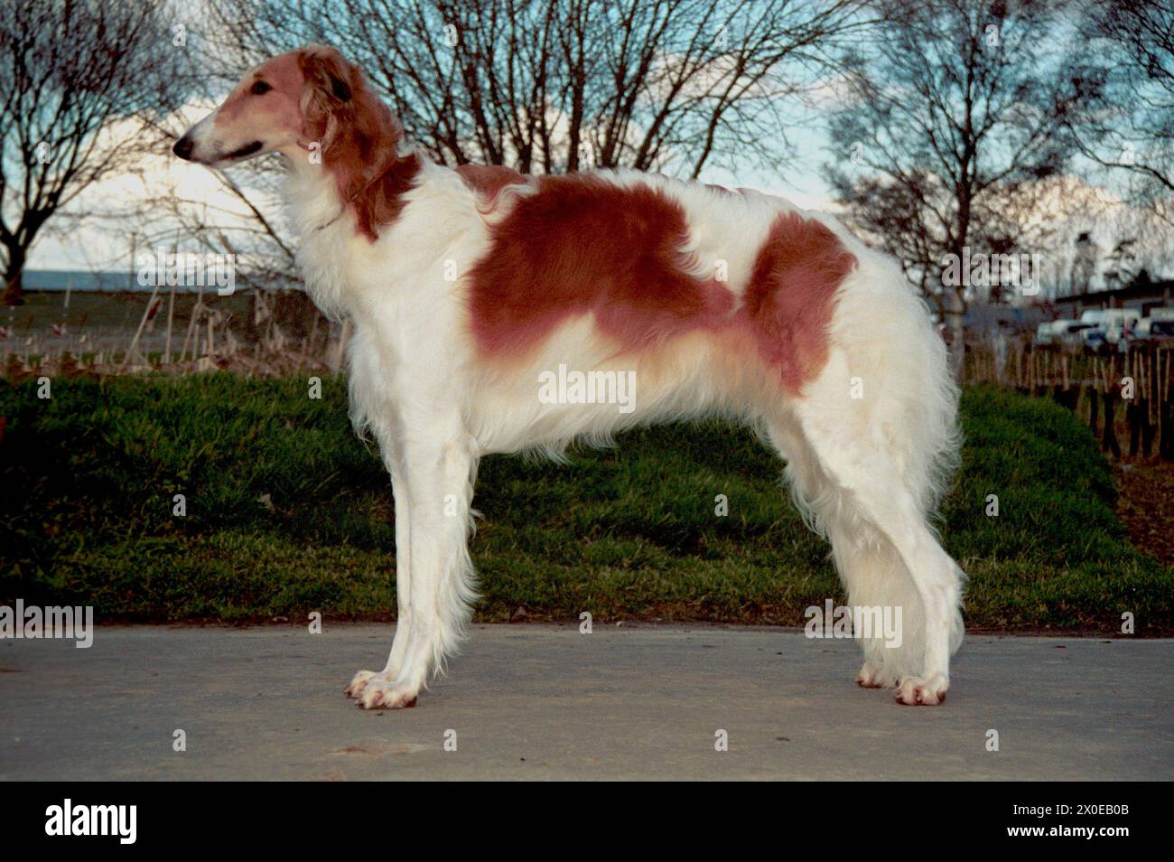 Borzoi dog Sable Red with Piebald Slanding Sideways Stock Photo
