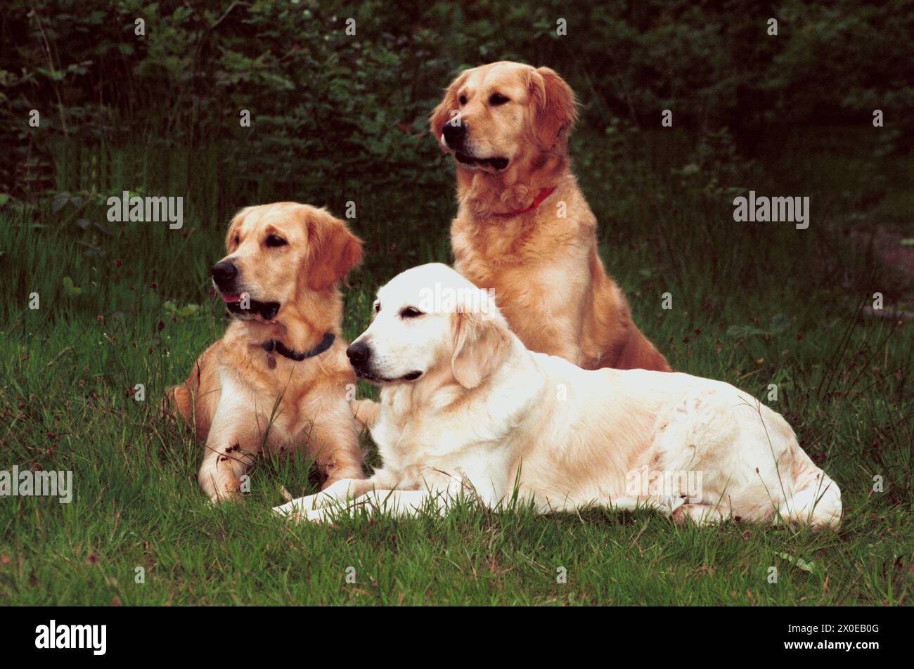 Golden Retriever Dog Group Relaxing in Field Stock Photo