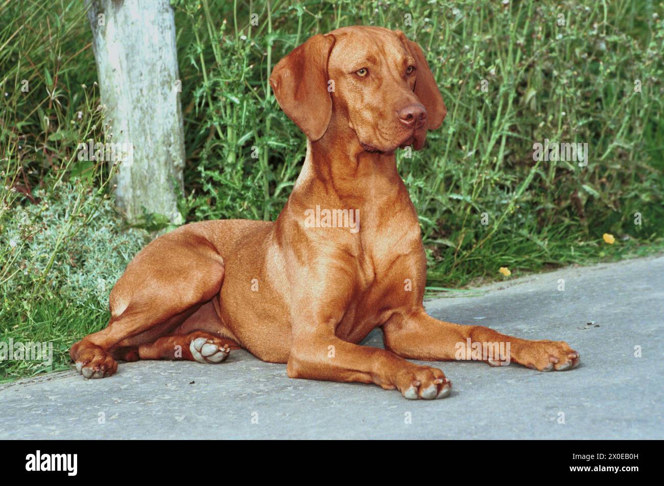 Hungarian Vizsla Red Golden Dog Layed Looking Forwards on Path Stock Photo