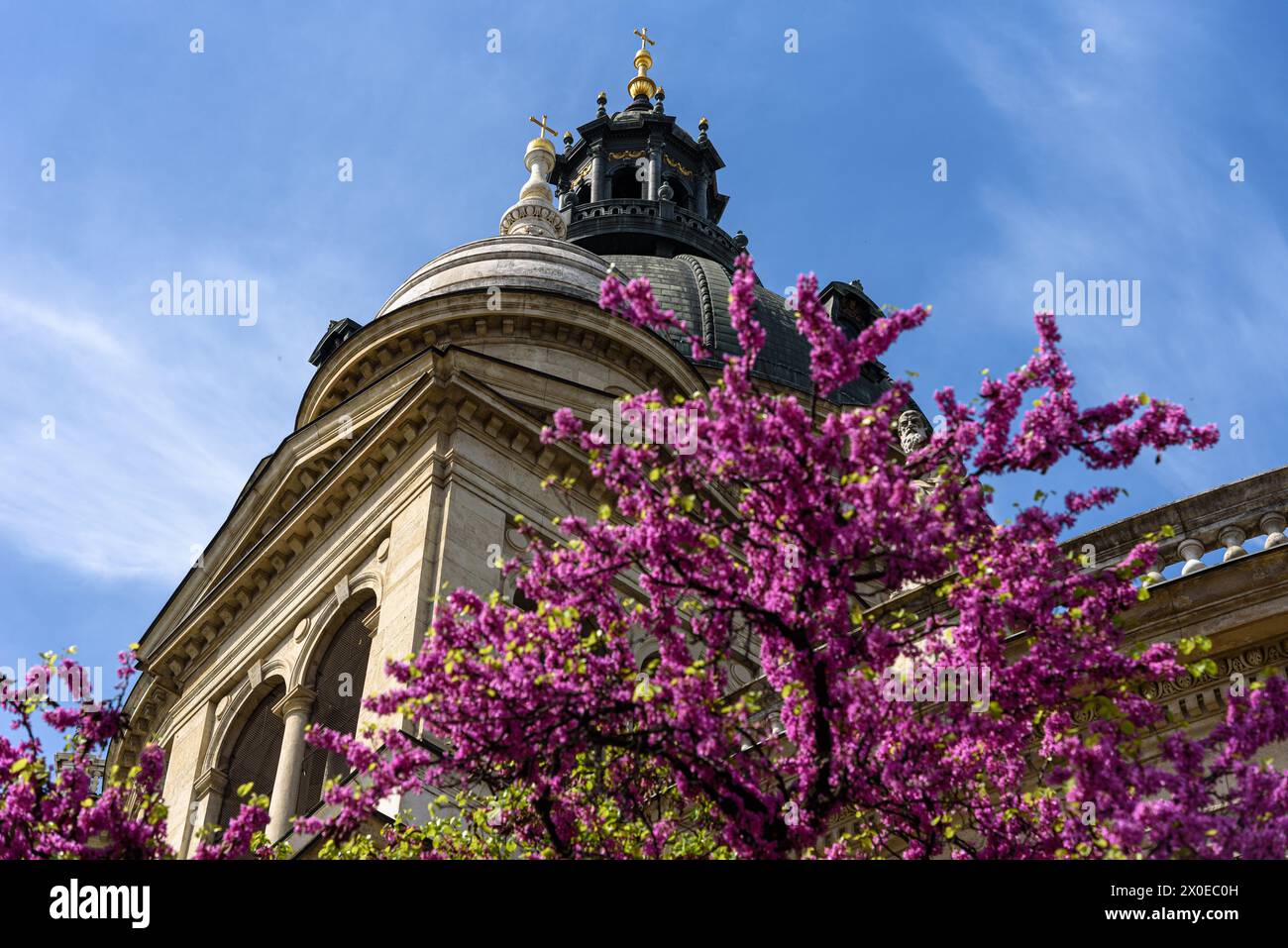 Saint Stephen's Basilica in spring with a flowering tree Stock Photo ...