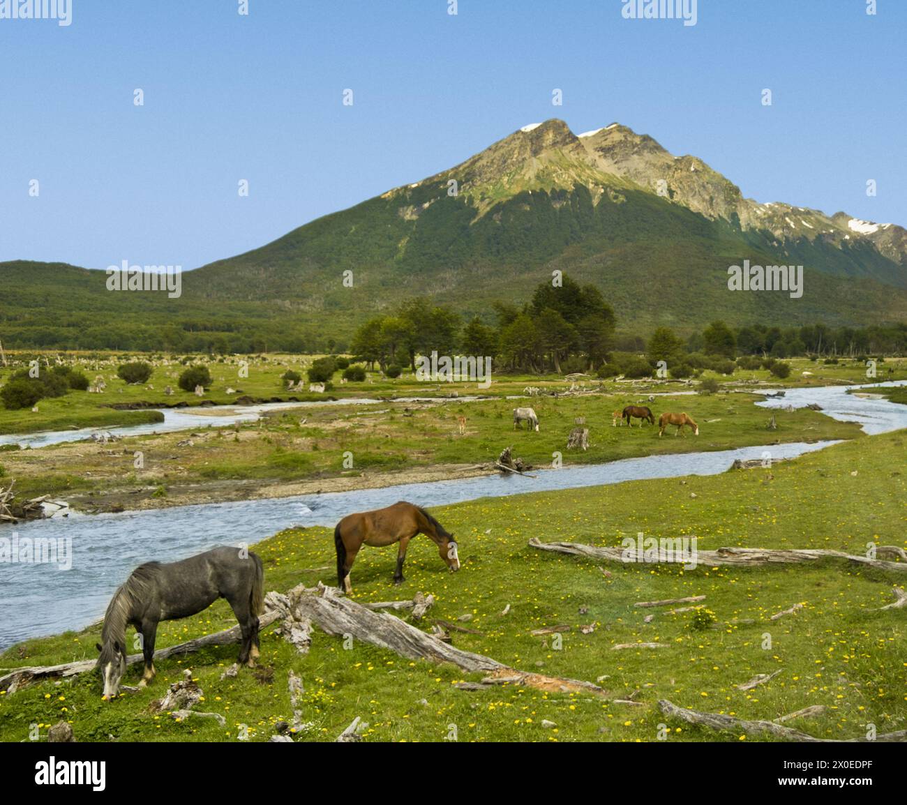 horses graze ancient logged areas of the Tierra del Fuego National Park -  Ushuaia, Tierra del Fuego Province in Argentina Stock Photo