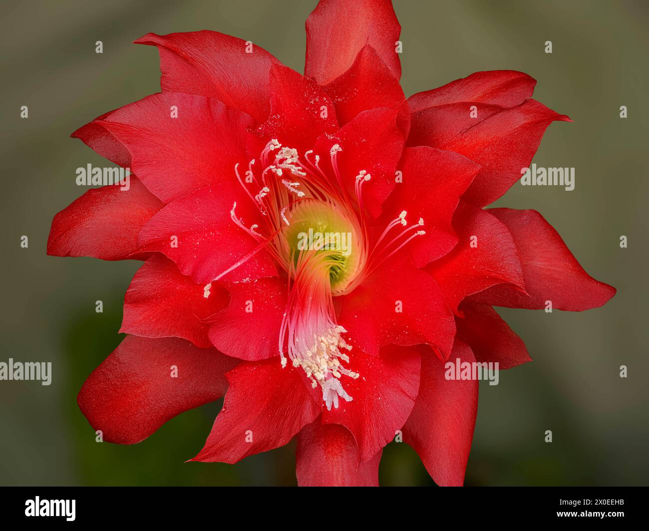 Rote Blte des Schwertkaktus, Blattkaktus, Orchideenkaktus Epiphyllum  Hybride, Staubgefe, Makrofoto, Studioaufnahme Deutschland *** Red flower  of the sword cactus, leaf cactus, orchid cactus Epiphyllum hybride,  stamens, macro photo, studio photo ...