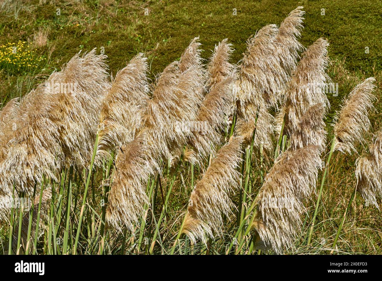Pampas grass Stock Photo