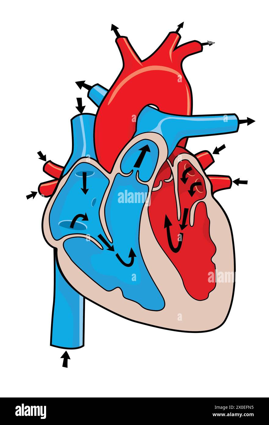 medical illustration of how the human heart works Stock Photo - Alamy