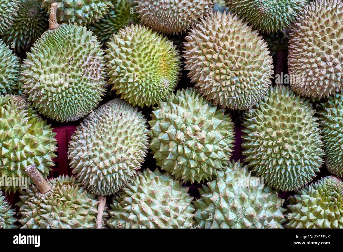 Durian fruit in a market Stock Photo