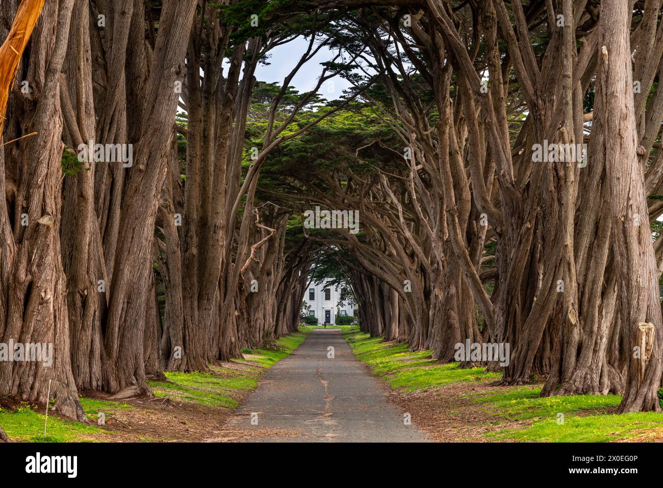 Point Reyes Bridge Rope Point reyes tree tunnel hi-res stock photography and images - Alamy