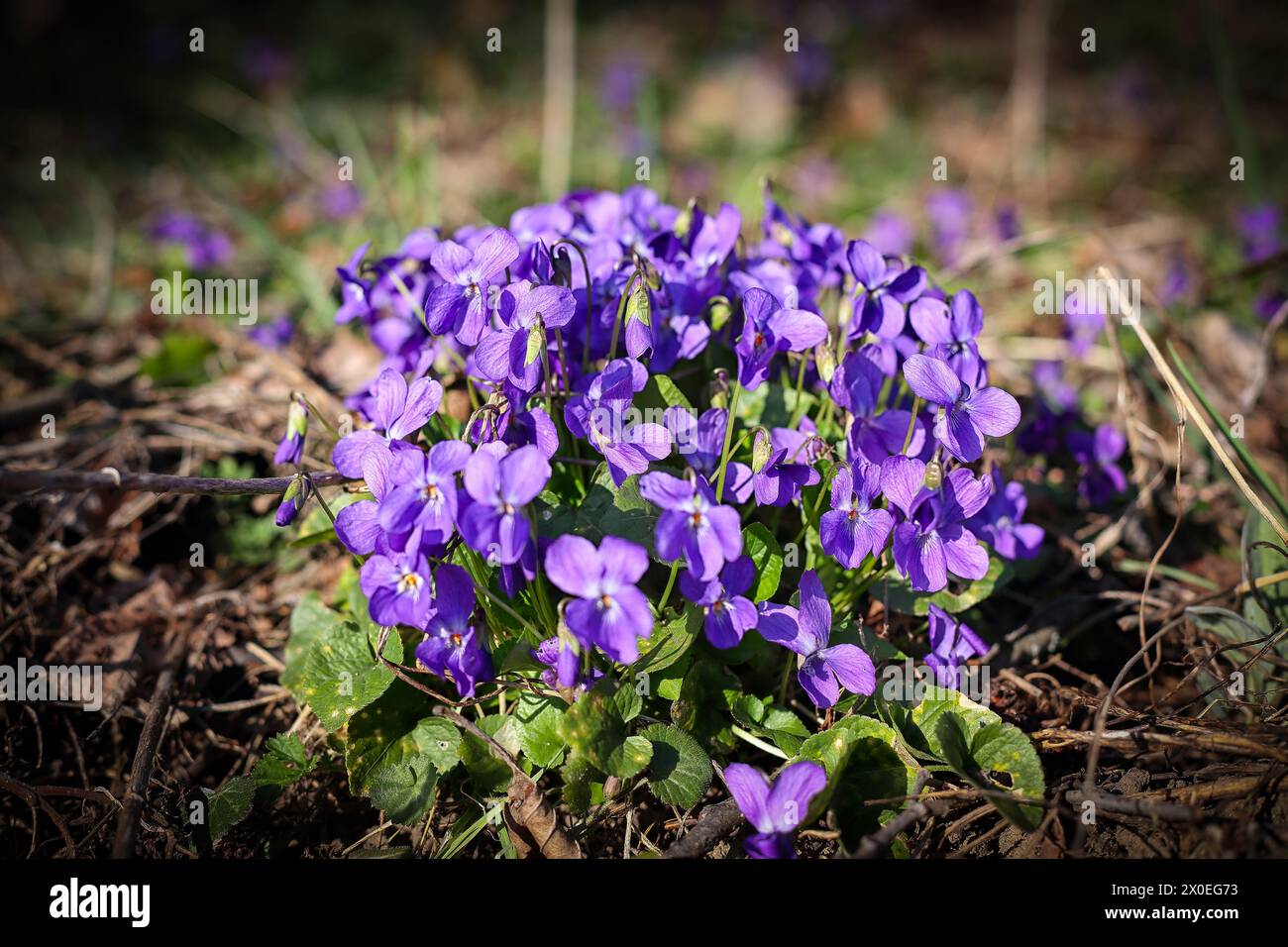 Beautiful blooming purple flowers in forest. Flower background Stock ...
