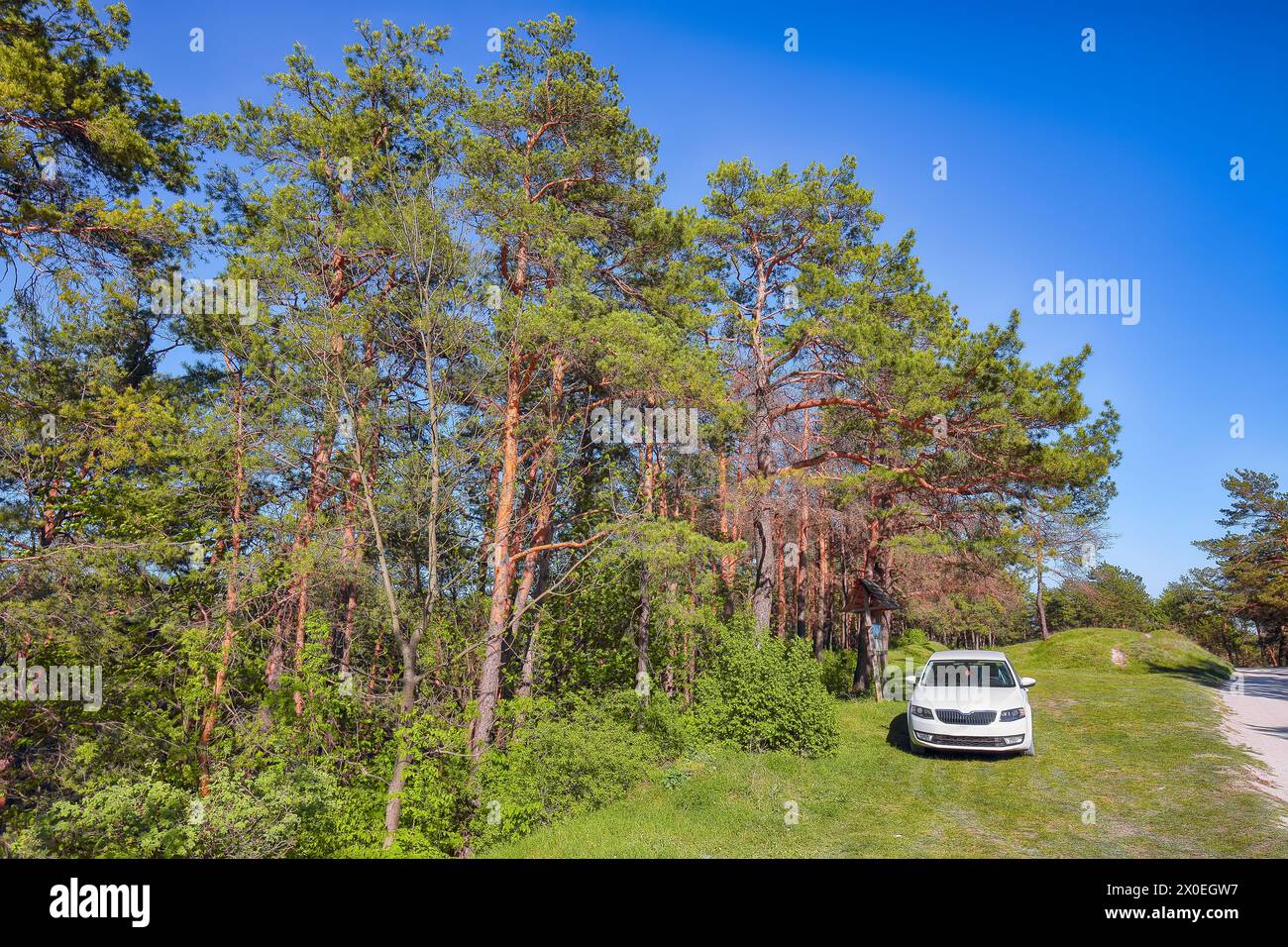 White car green trees hi-res stock photography and images - Alamy