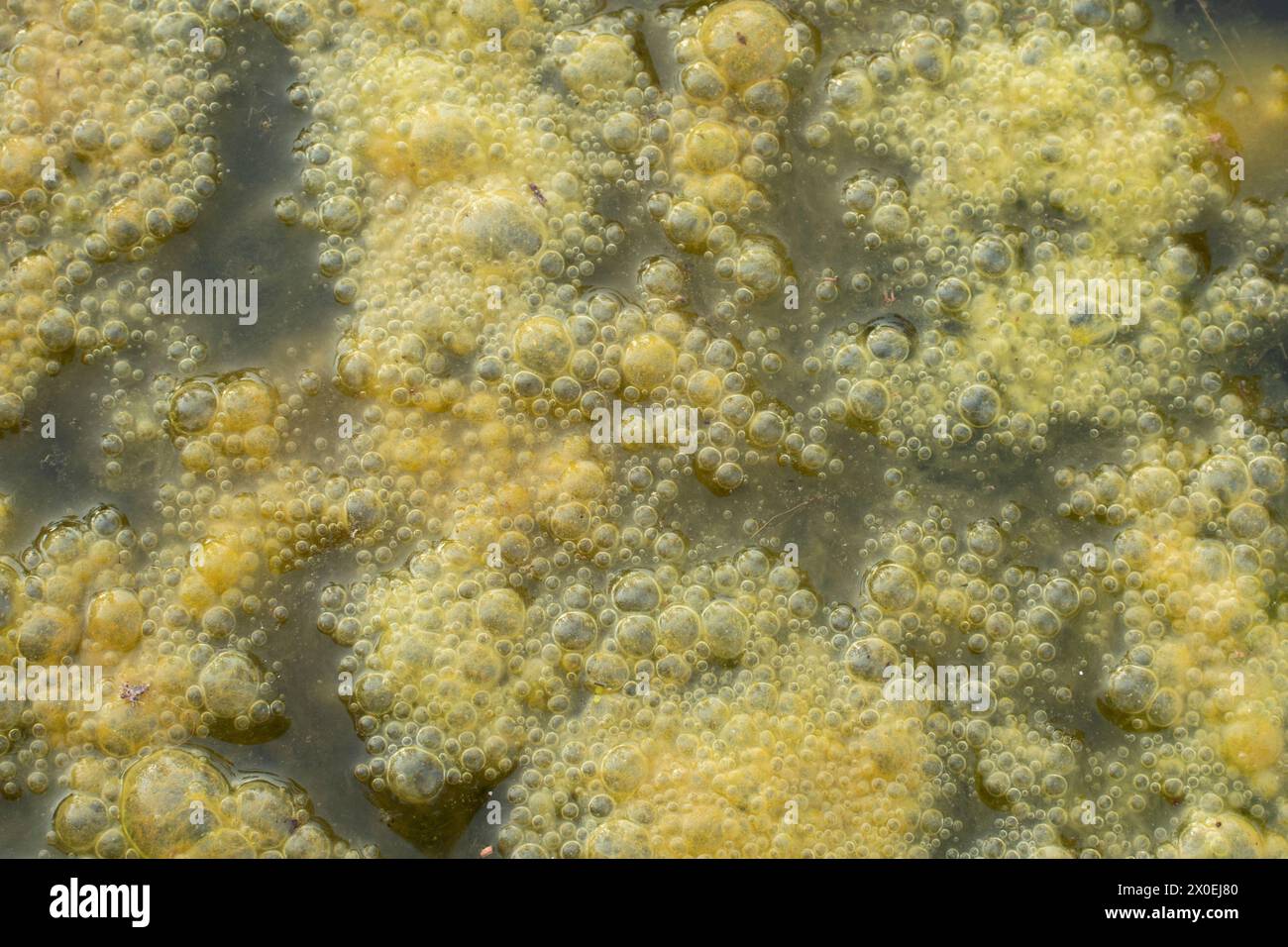 infrared image of greenish algae sludge floating on the surface of the well. Stock Photo