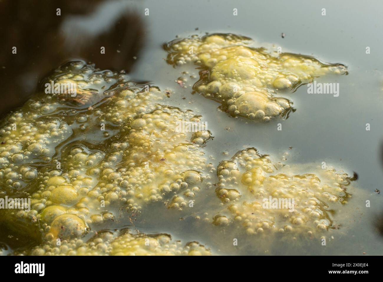 infrared image of greenish algae sludge floating on the surface of the well. Stock Photo
