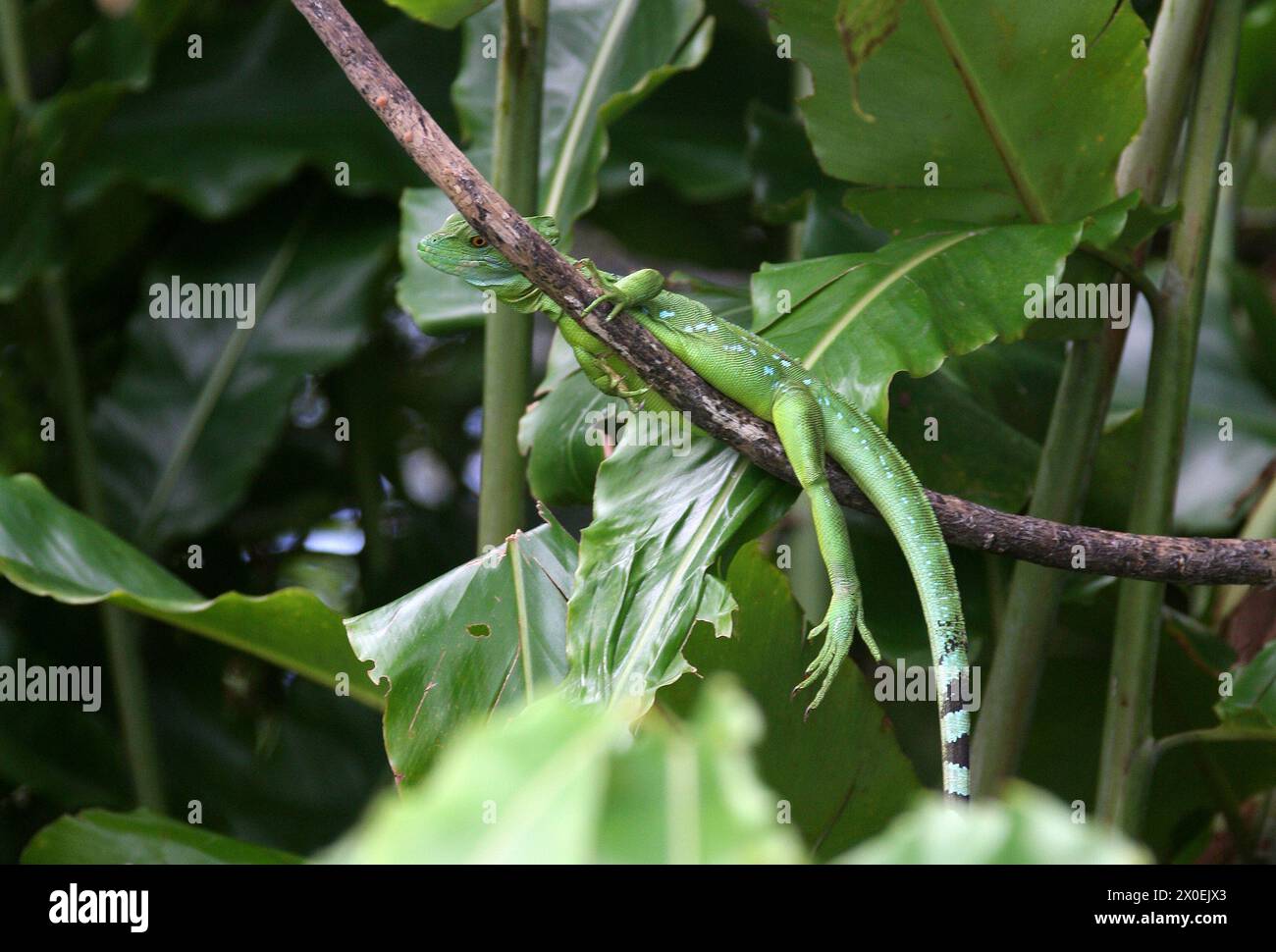 Female Plumed Basilisk, Basiliscus plumifrons, Corytophanidae, Iguania, Squamata, Reptilia.  Tortuguero, Costa Rica. Stock Photo