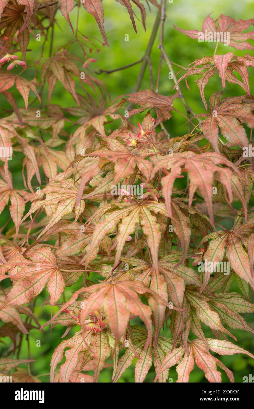 A pale red japanese maple, Acer japonicum, with developing seeds, or fruits. Stock Photo