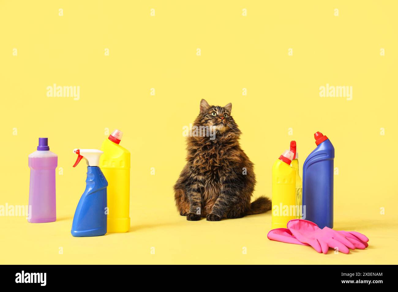 Cute cat with bottles of detergent and rubber gloves on yellow background Stock Photo