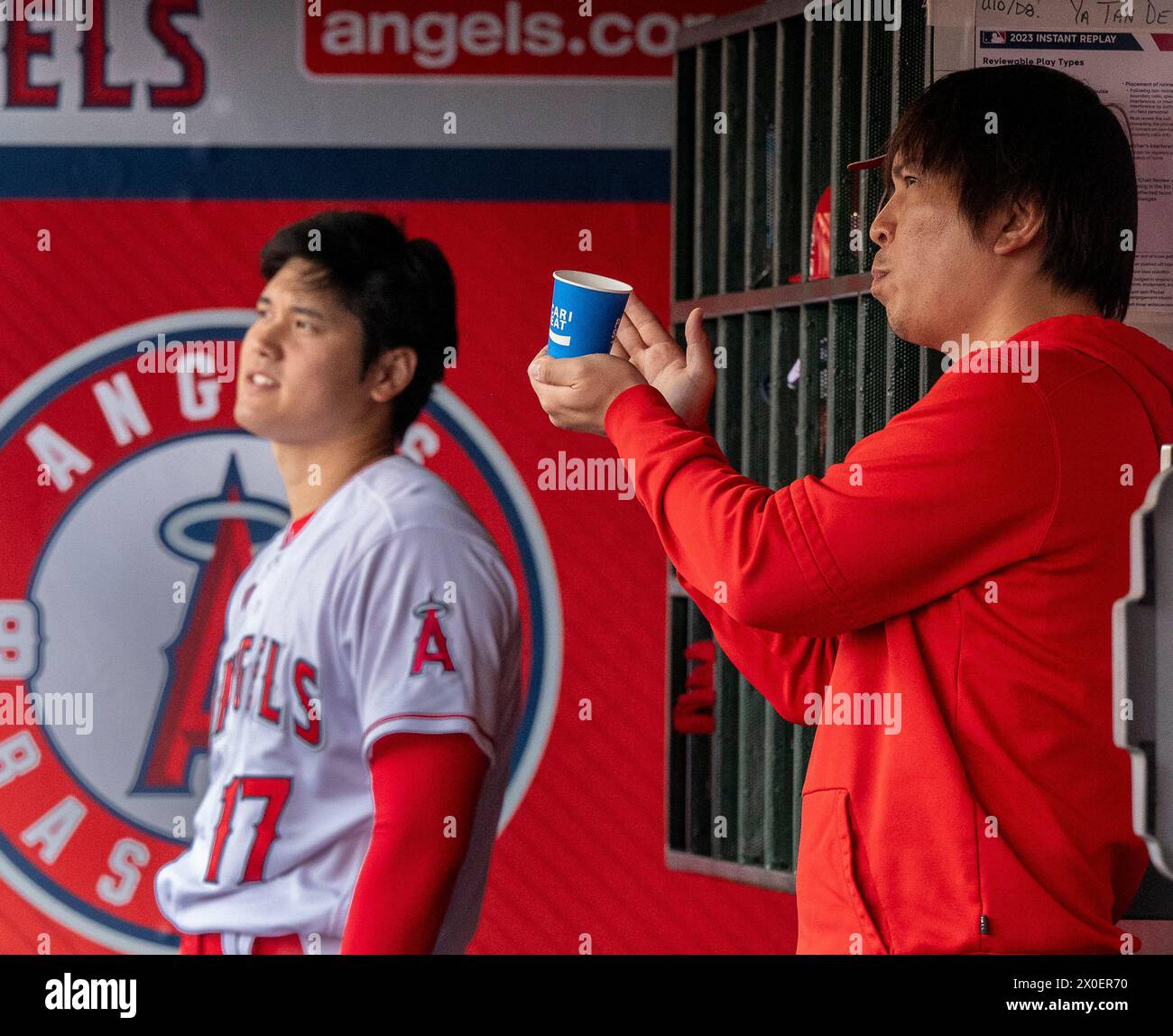 Anaheim, California, USA. 11th Apr, 2024. Angels star player SHOHEI OHTANI of the Los Angeles Angels with interpreter IPPEI MIZUHARA (R) in the dugout during a baseball game at Angel Stadium. (Credit Image: © Mark Edward Harris/ZUMA Press Wire) EDITORIAL USAGE ONLY! Not for Commercial USAGE! Stock Photo
