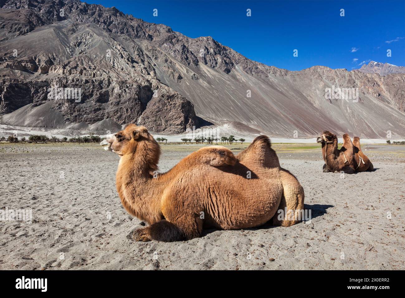 Camel in Nubra vally, Ladakh Stock Photo
