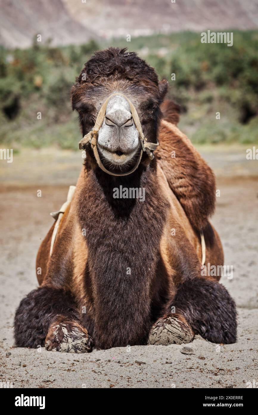 Camel in Nubra vally, Ladakh Stock Photo