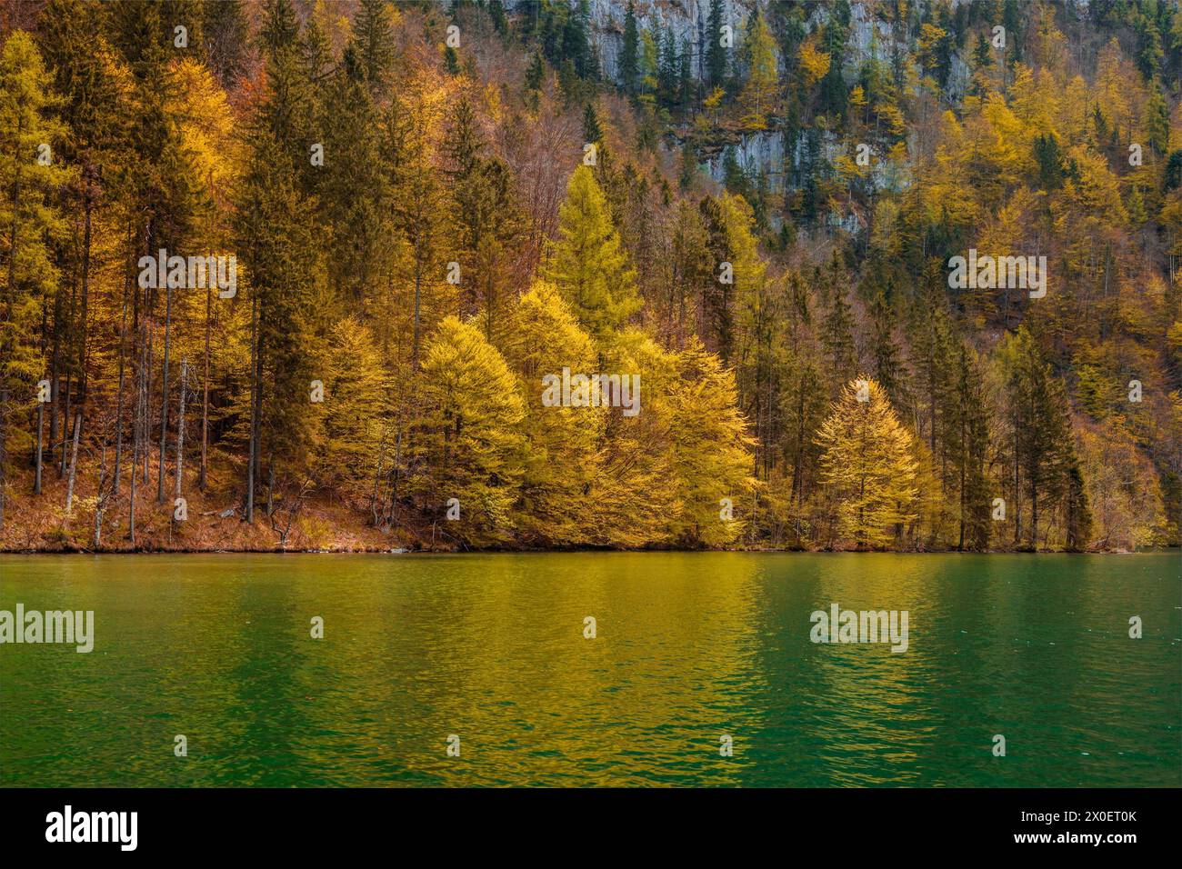Autumn forest trees reflecting in lake Stock Photo - Alamy