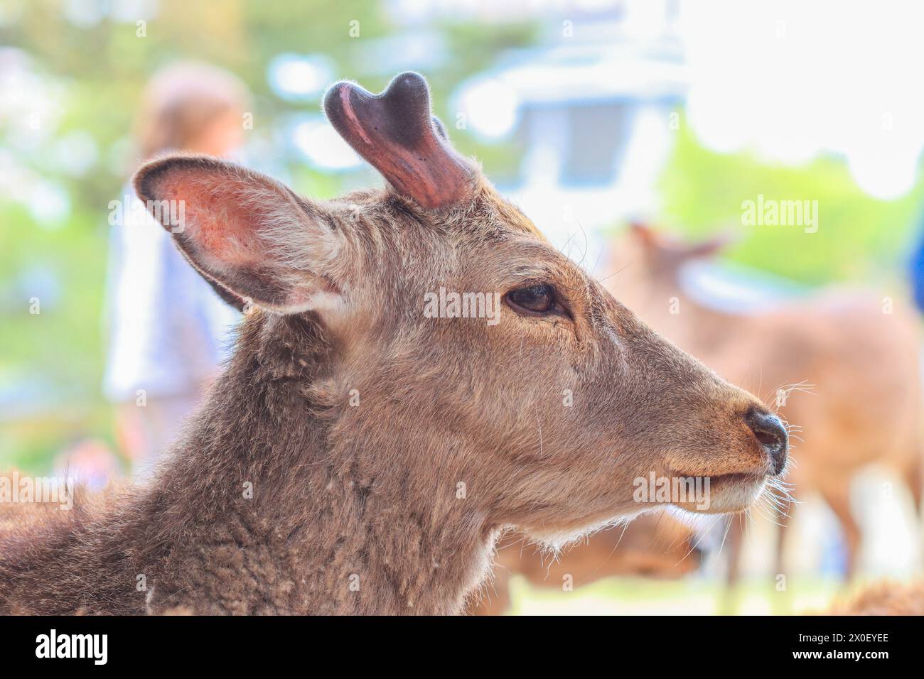 Sika deer, Japanese deer, Nara Park, Nara, Japan - Cervus nippon Stock Photo