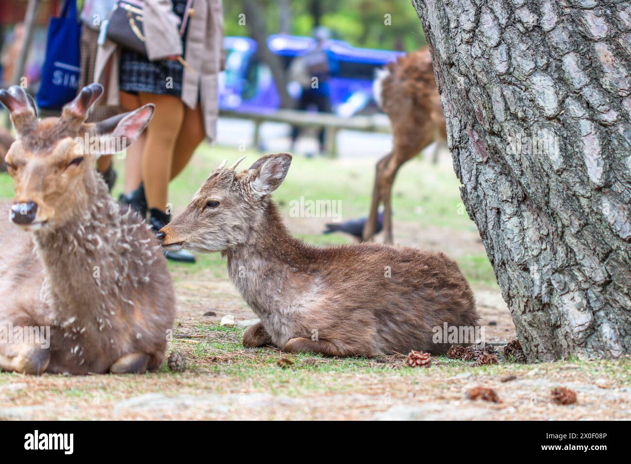 Sika deer, Japanese deer, Nara Park, Nara, Japan - Cervus nippon Stock Photo