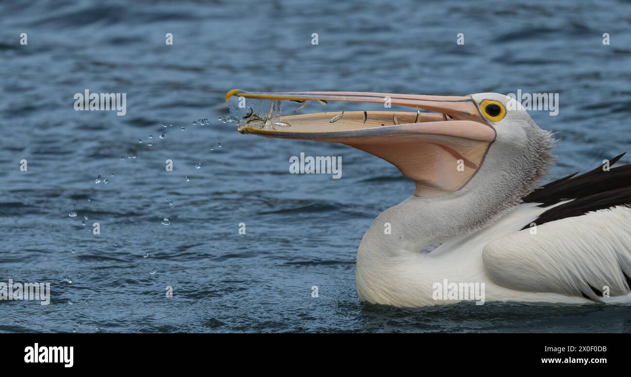 Australian pelican, (Pelecanus conspicillatus) is a large waterbird It is a predominantly white bird with black wings yellow eye and a pink bill Stock Photo