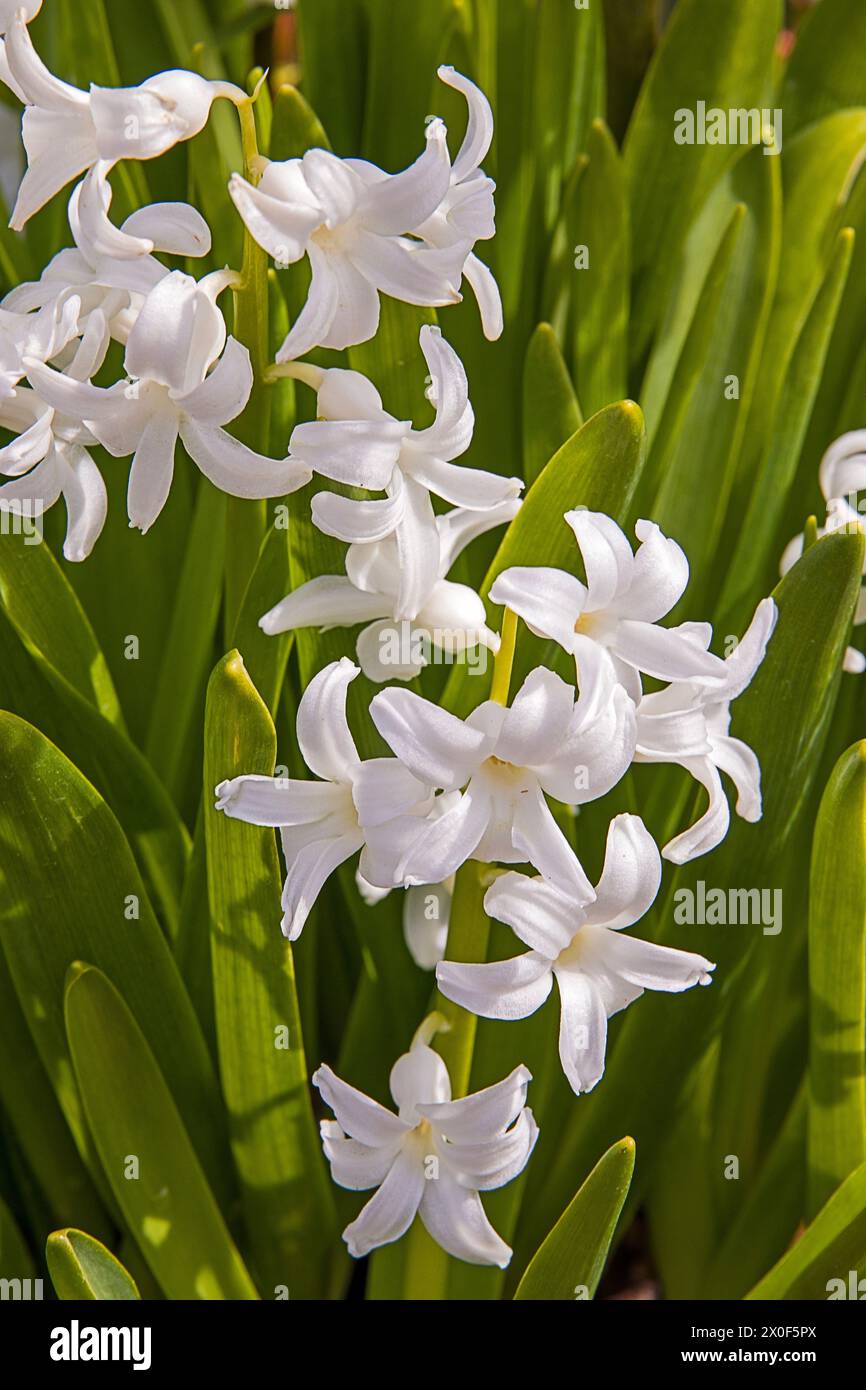 White hyacinth blossoms with green leaves Stock Photo