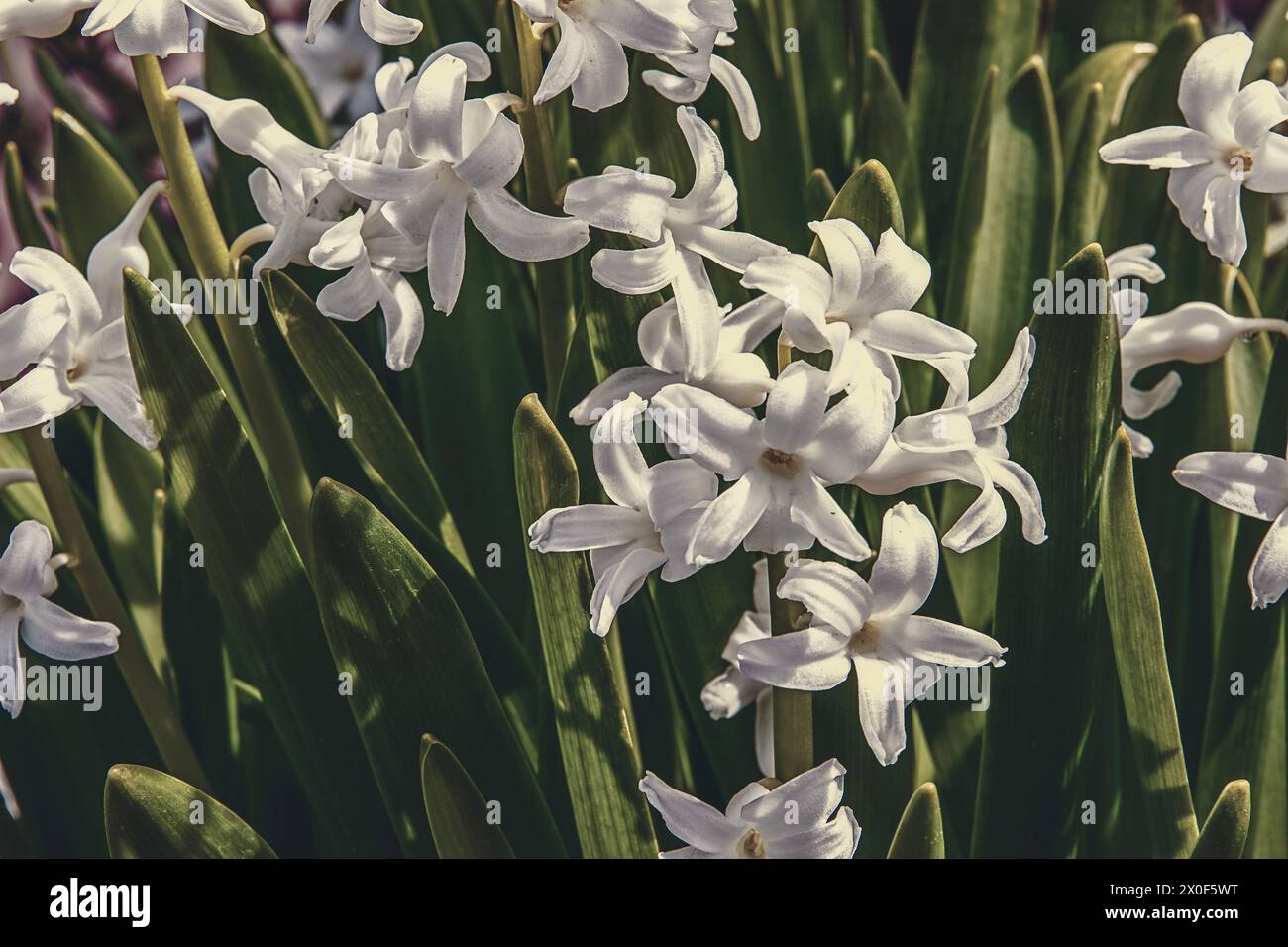 White hyacinth blossoms with green leaves Stock Photo