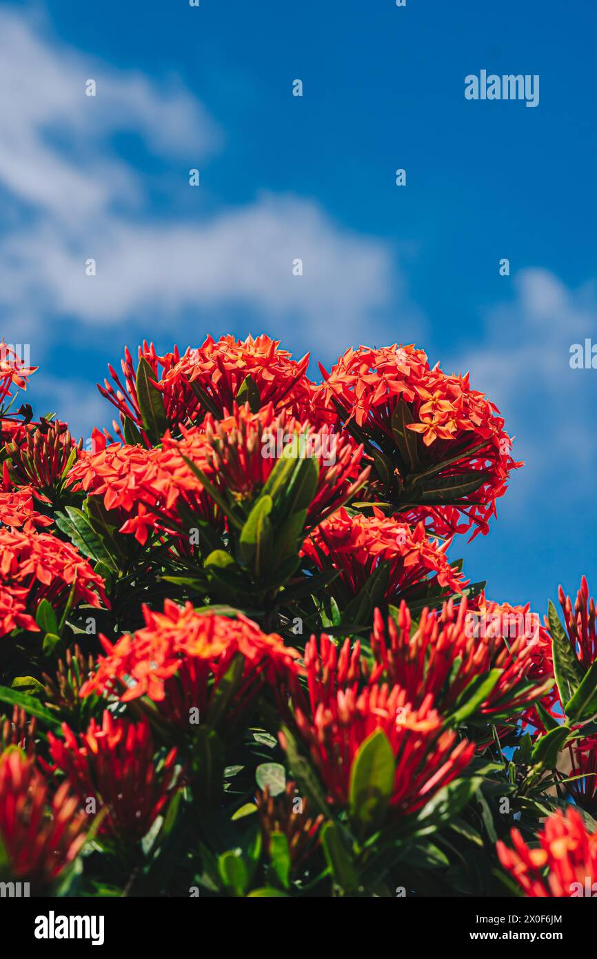 Pohutukawa Delonix regia fiery tree bright red flowers legume family subfamily Caesalpinia blossom blooming against blue sky Vietnam summer day time Stock Photo