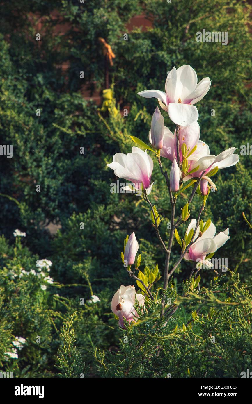 Blooming young magnolia tree in the garden Stock Photo - Alamy