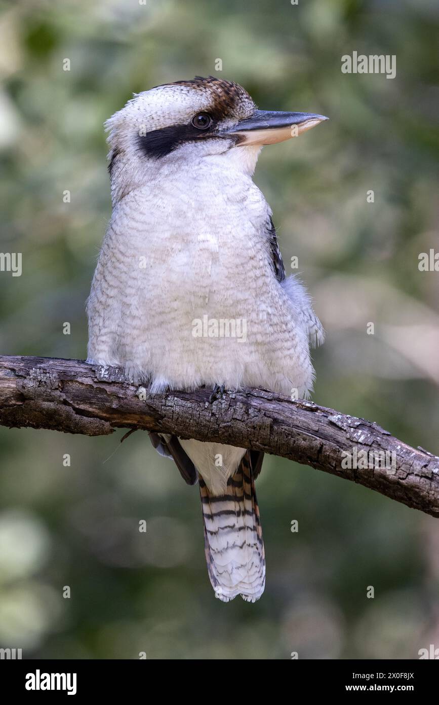 Laughing Kookaburra perched on tree branch Stock Photo