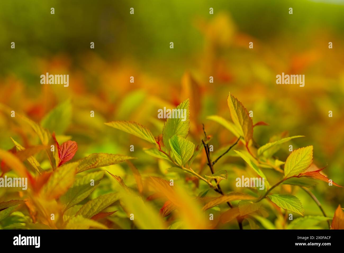 Green red leaves on the blurred background depth of field creamy Green red leaves on the blurred background depth of field creamy