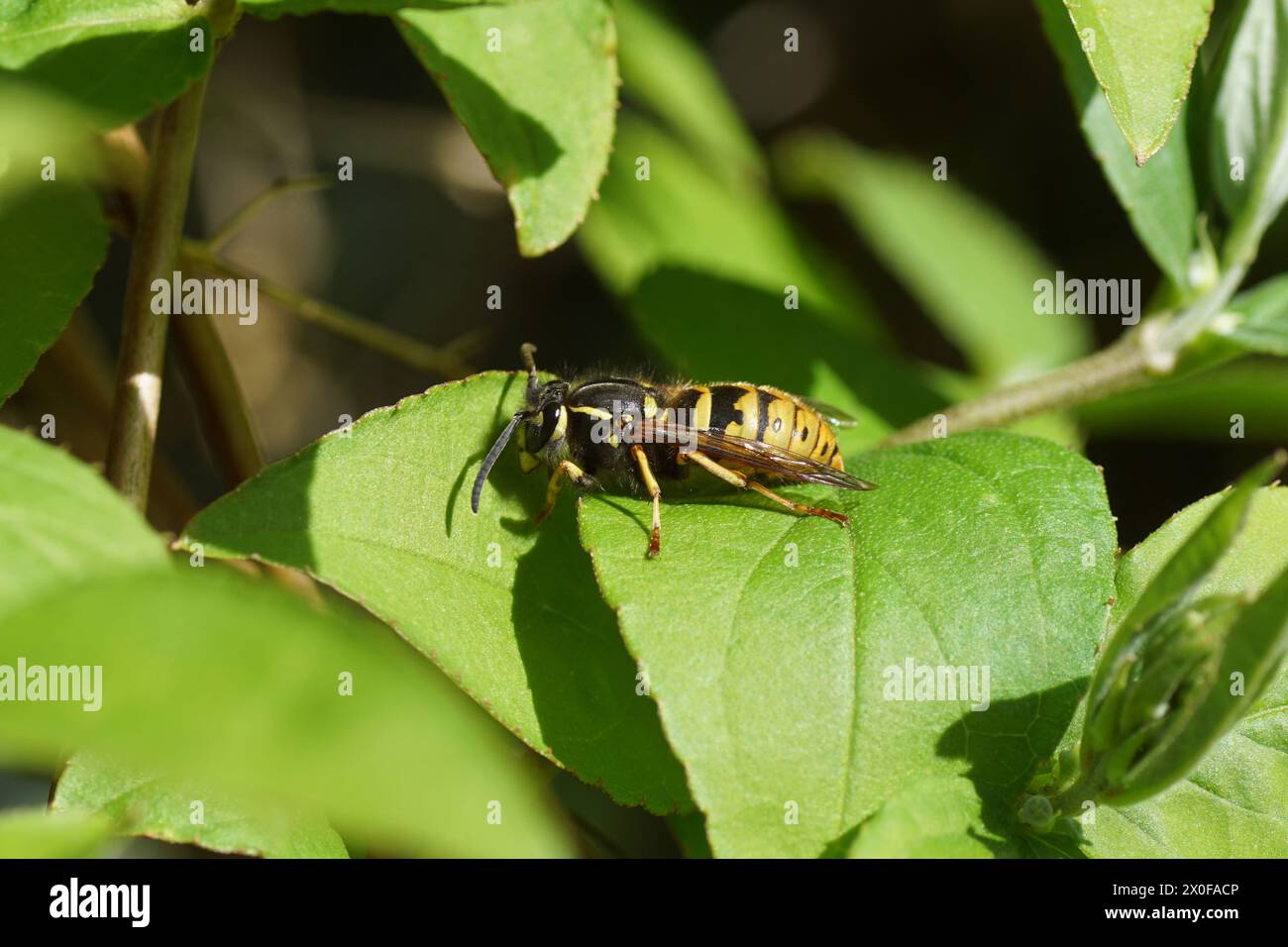 Queen of a common wasp (Vespula vulgaris) of the family Vespidae in spring on leaves of a Deutzia. Dutch garden, April. Stock Photo