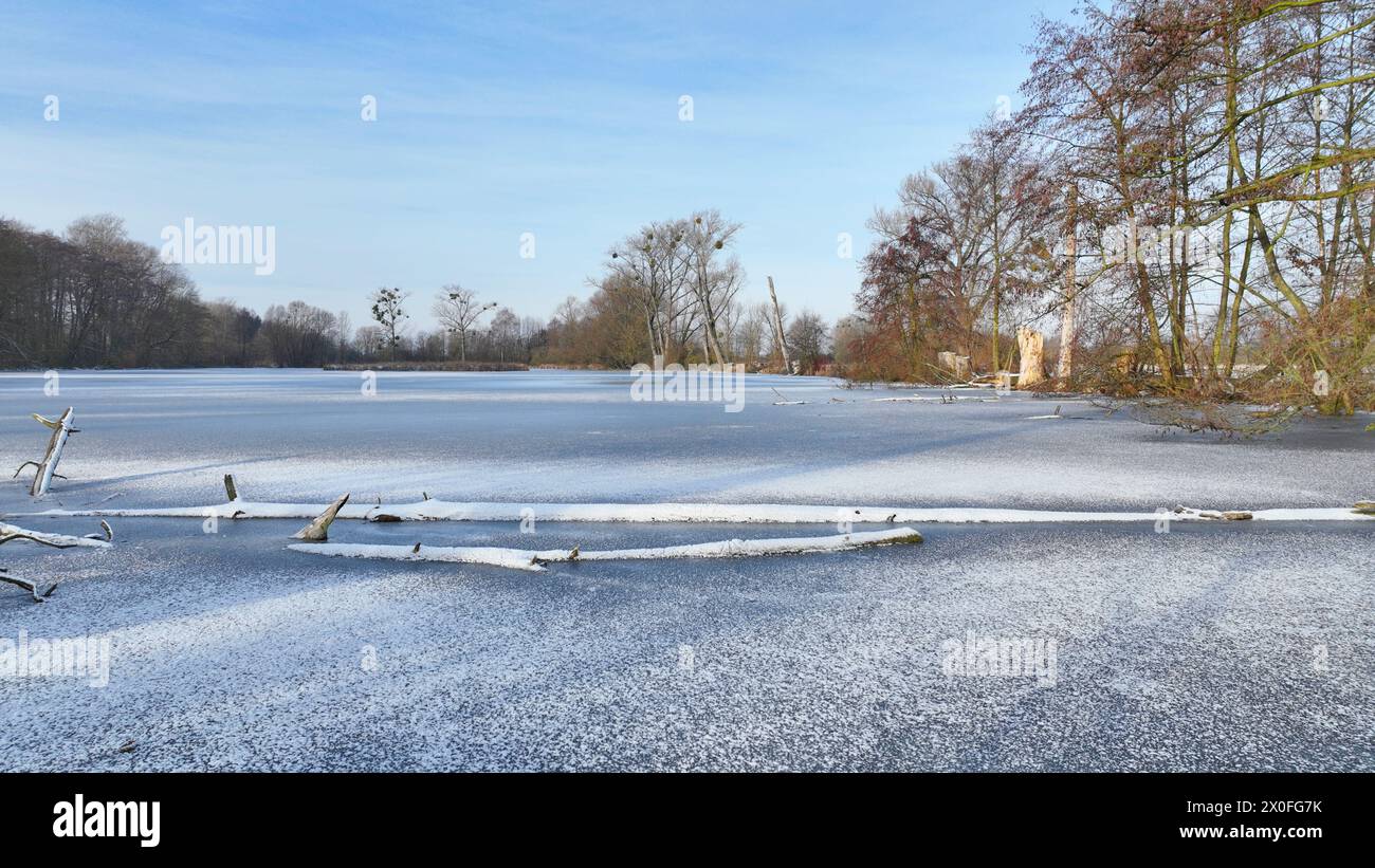 Lowland fens meadow winter snow ice, Hrdiboricke ponds icy frozen Bolboschoenus maritimus, icy frozen,endangered habitat and a natural monument, reed Stock Photo