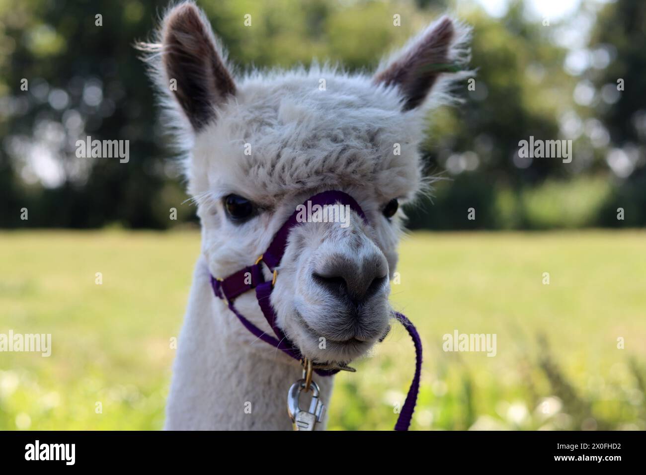 Cute Alpaca close up portrait. Domesticated animal on a farm. Dutch countryside living. Summer day photo. Stock Photo
