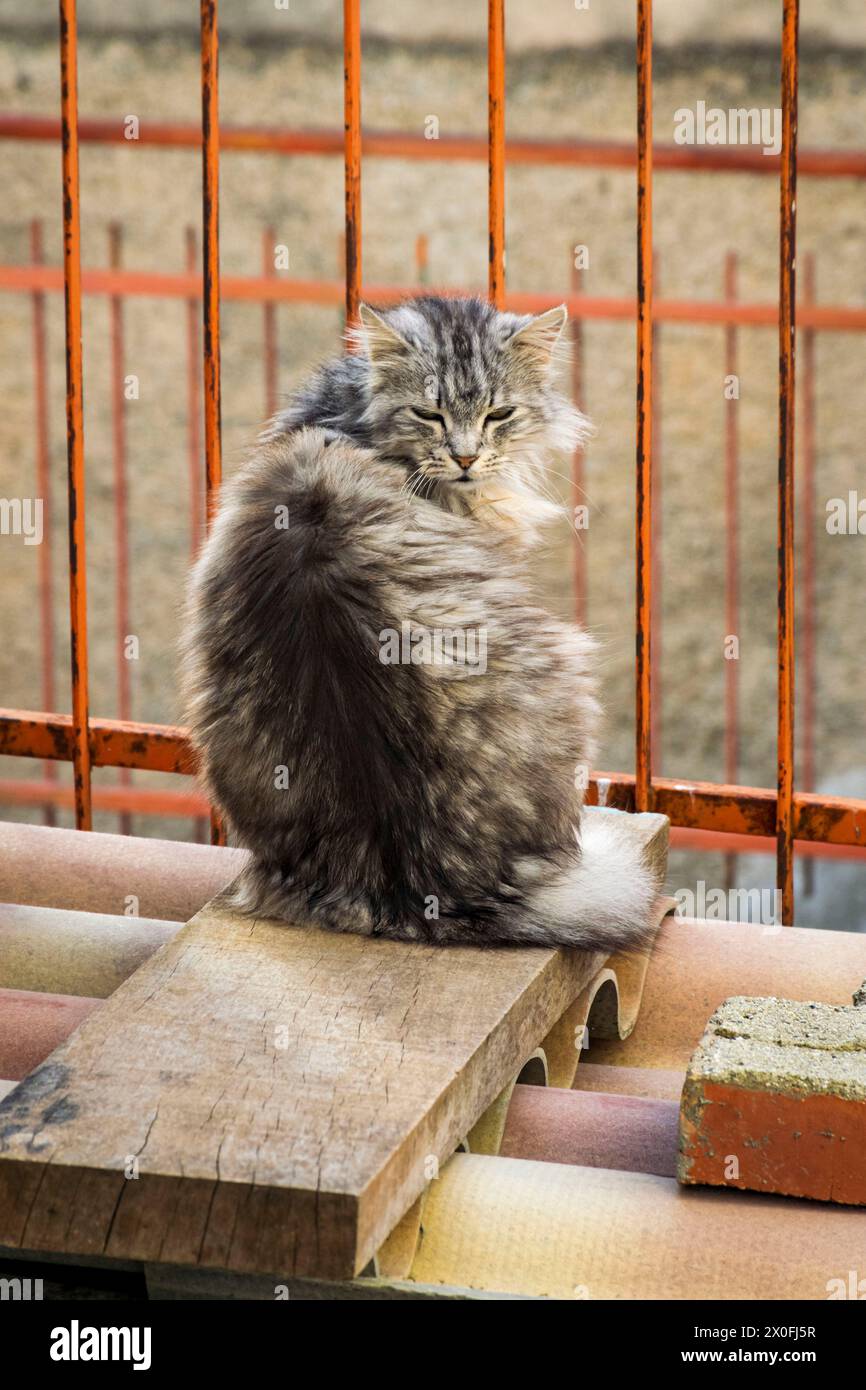 Animali Stock Photo