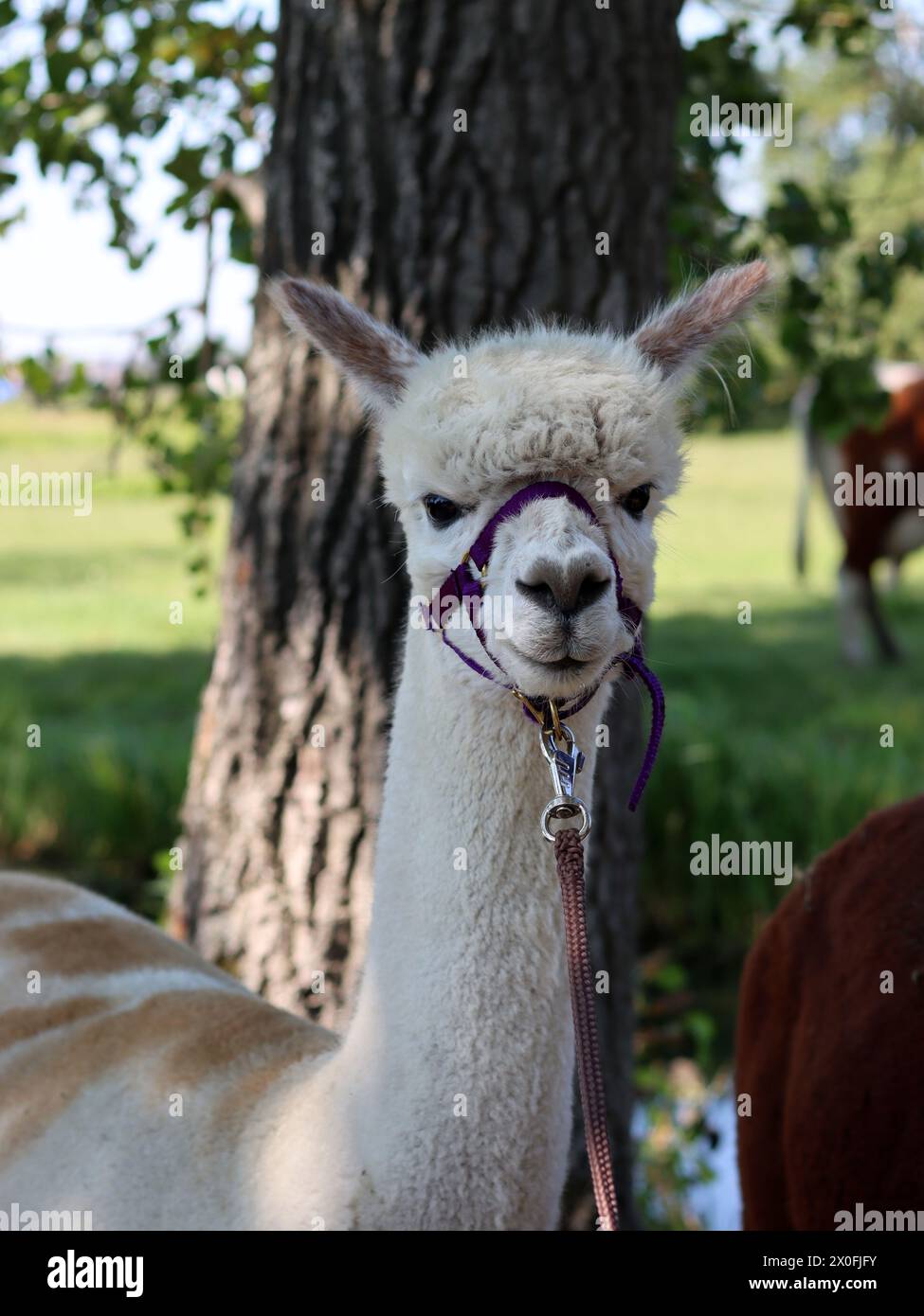 Close up portrait of alpaca outdoors. Fluffy farm animals on a walk. Sunny summer day in Europe. Stock Photo