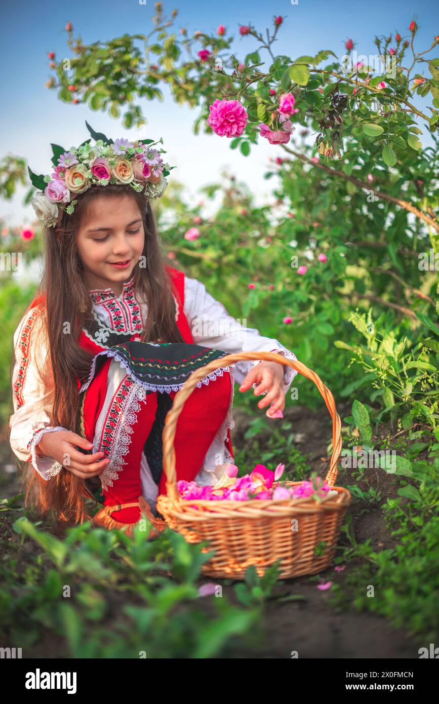 Girl in ethnic folklore clothing harvesting oil-bearing roses at sunrise. Bulgarian Rose Damascena field, Roses valley Kazanlak, Bulgaria Stock Photo