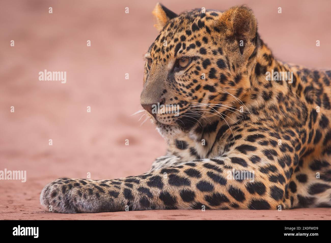 Leopard panther wildlife african predator outdoor Stock Photo - Alamy